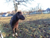 Pony Bella - das Paddelfritz-Maskottchen